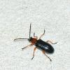 Oulema sp.